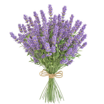Exotische Essenz aus Bernstein und Lavendel. Online-Verkauf Exotische Essenz aus Bernstein und Lavendel. Online-Verkauf