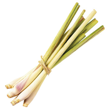 Duftöl Citronella – Frischer Zitrusduft zur Mückenabwehr. Duftöl Citronella – Frischer Zitrusduft zur Mückenabwehr.