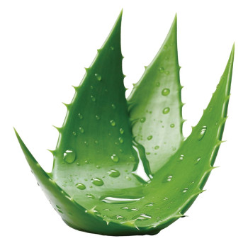 Frische Essenz der Aloe Vera. Online-Verkauf. Gran Velada Frische Essenz der Aloe Vera. Online-Verkauf. Gran Velada