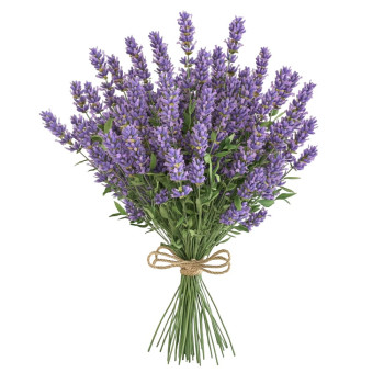 Lavendelextrakt öl – Natürlicher Kosmetikrohstoff für Haut und Haar